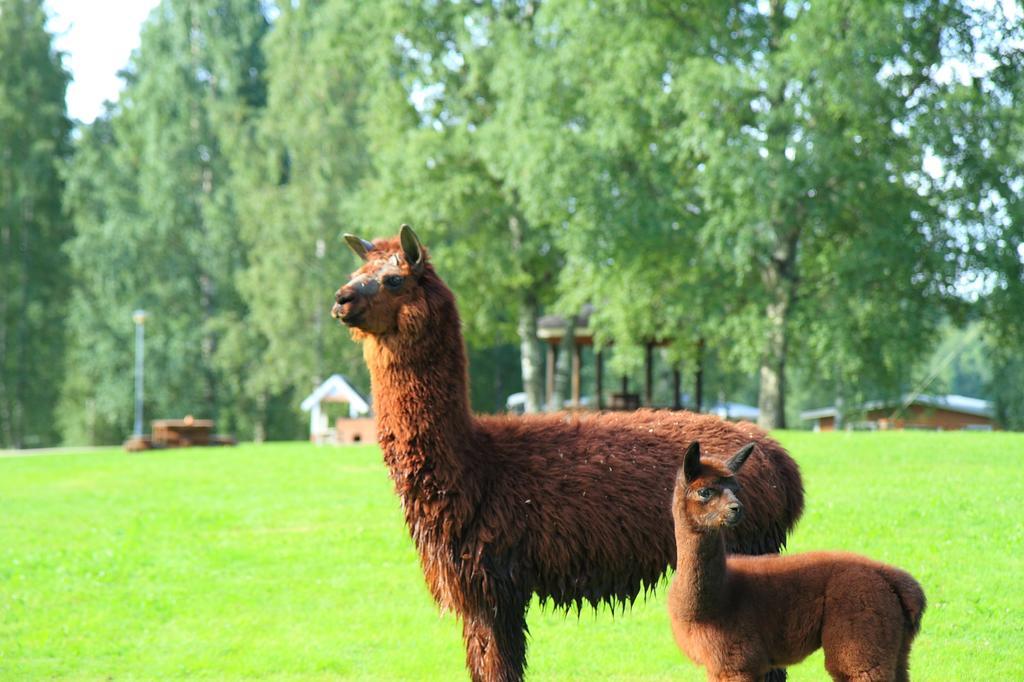 Haapasaaren Lomakyla Hotel Ruovesi Zewnętrze zdjęcie